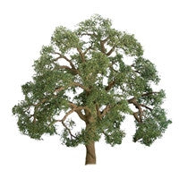 JTT Scenery 96043 Professional Trees | Multi-scale | Live Oak | 5" PRO | 1 pack