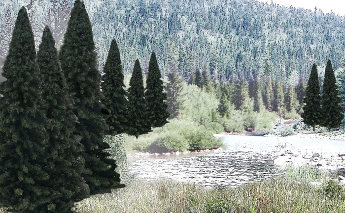 4"-6" Evergreen Blend | 13 pk